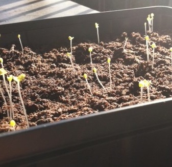 seedlings2